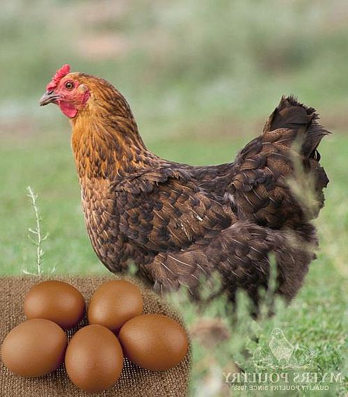 深棕色鸡蛋